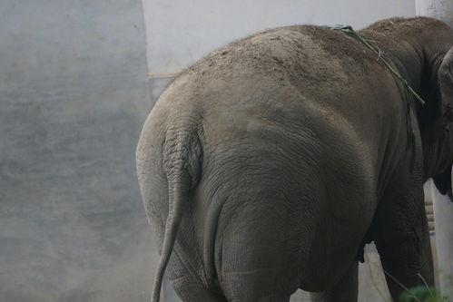 动物图片大象,大象的壮丽世界